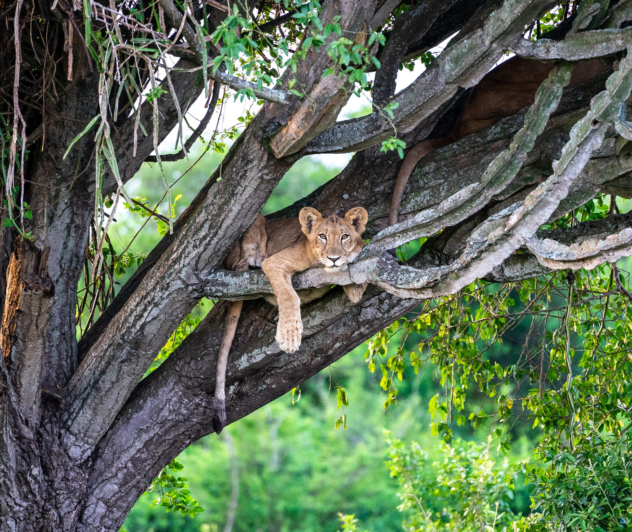 Queen Elizabeth National Park Oeganda